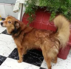 Cachorro raça Indefinida  idade 5 anos nome Tico 