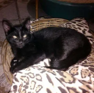 Gato raça ND idade 2 a 6 meses nome GATINHA