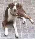 Apolo