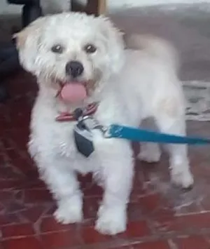 Cachorro raça Lhasa Apso idade 2 anos nome Pluto