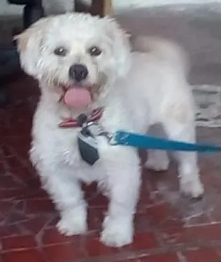 Cachorro ra a Lhasa Apso idade 2 anos nome Pluto