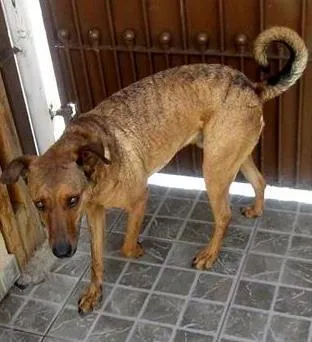 Cachorro ra a SRD idade 2 anos nome Tony