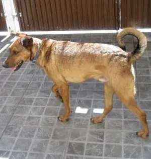 Cachorro raça SRD idade 2 anos nome Tony