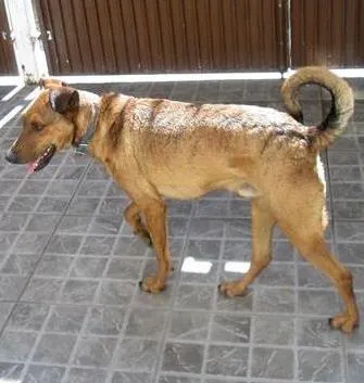 Cachorro ra a SRD idade 2 anos nome Tony