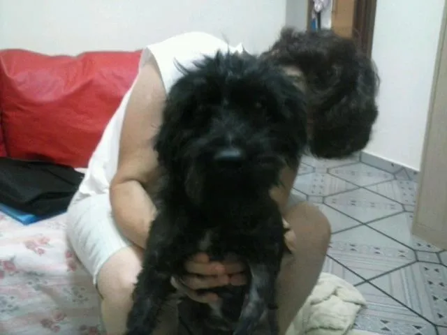 Cachorro ra a SRD idade 4 anos nome lucky
