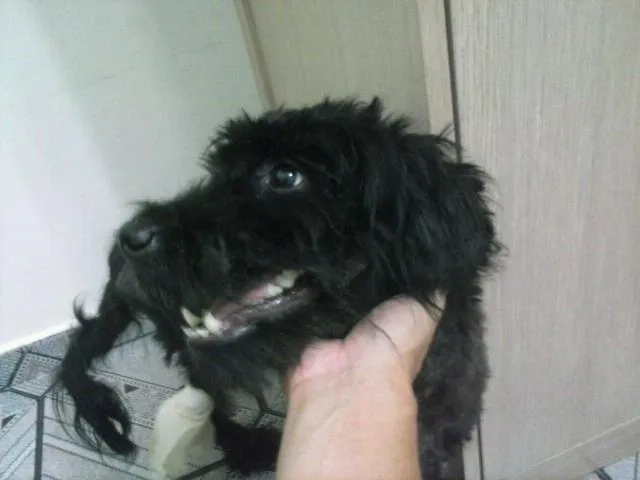 Cachorro ra a SRD idade 4 anos nome lucky