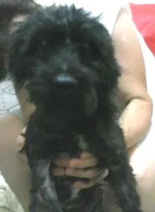 Cachorro ra a SRD idade 4 anos nome lucky