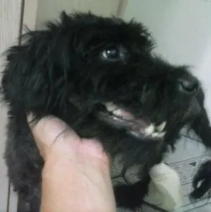 Cachorro raça SRD idade 4 anos nome lucky
