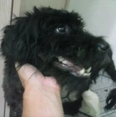 Cachorro ra a SRD idade 4 anos nome lucky