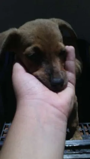 Cachorro raça RND idade 2 a 6 meses nome sem nome