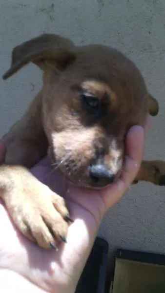 Cachorro raça RND idade 2 a 6 meses nome sem nome