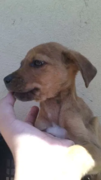 Cachorro raça RND idade 2 a 6 meses nome sem nome