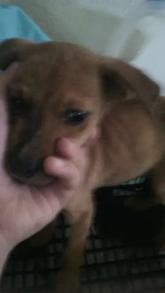 Cachorro raça RND idade 2 a 6 meses nome sem nome