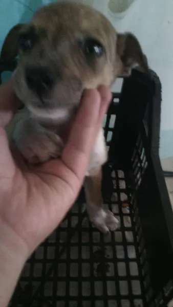 Cachorro raça RND idade 2 a 6 meses nome sem nome