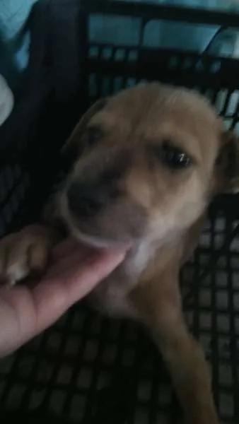 Cachorro raça RND idade 2 a 6 meses nome sem nome