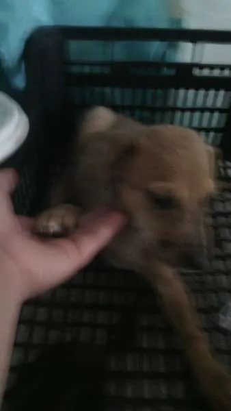 Cachorro raça RND idade 2 a 6 meses nome sem nome