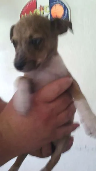 Cachorro raça RND idade 2 a 6 meses nome sem nome