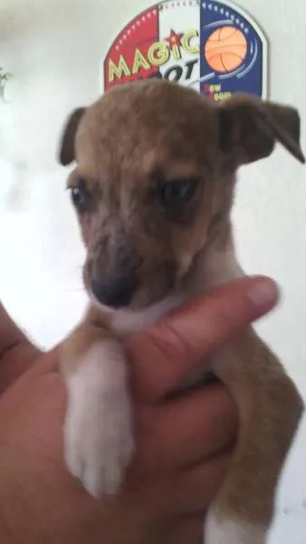 Cachorro raça RND idade 2 a 6 meses nome sem nome