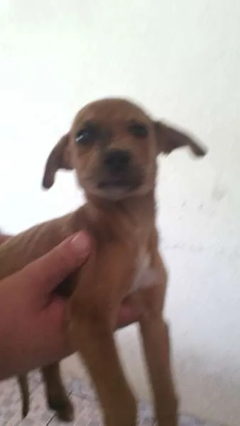 Cachorro raça RND idade 2 a 6 meses nome sem nome