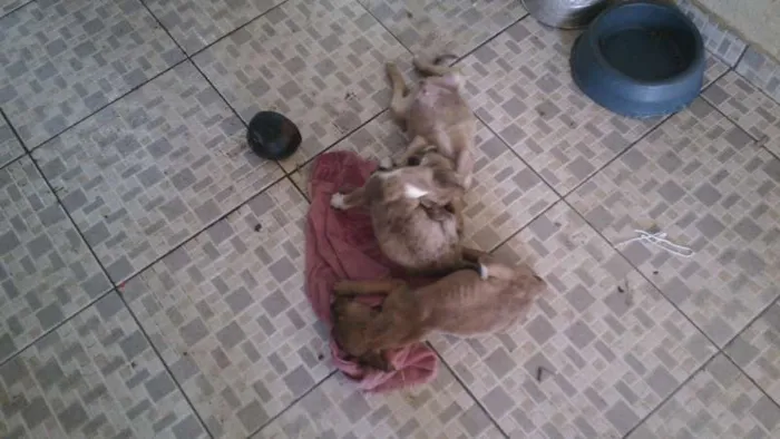 Cachorro raça RND idade 2 a 6 meses nome sem nome