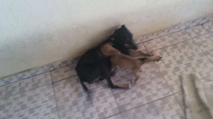 Cachorro raça RND idade 2 a 6 meses nome sem nome