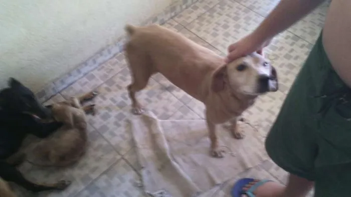 Cachorro raça RND idade 2 a 6 meses nome sem nome