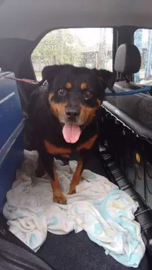 Cachorro raça SRD idade 4 anos nome Hercules