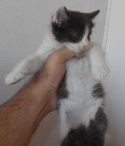 Gato ra a vira-lata idade Abaixo de 2 meses nome Grandao
