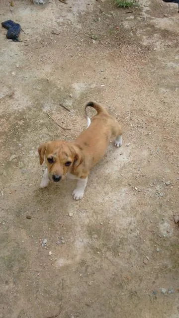 Cachorro ra a misto idade Abaixo de 2 meses nome inexistente 