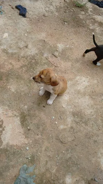 Cachorro ra a misto idade Abaixo de 2 meses nome inexistente 