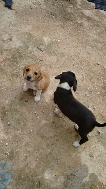 Cachorro ra a misto idade Abaixo de 2 meses nome inexistente 