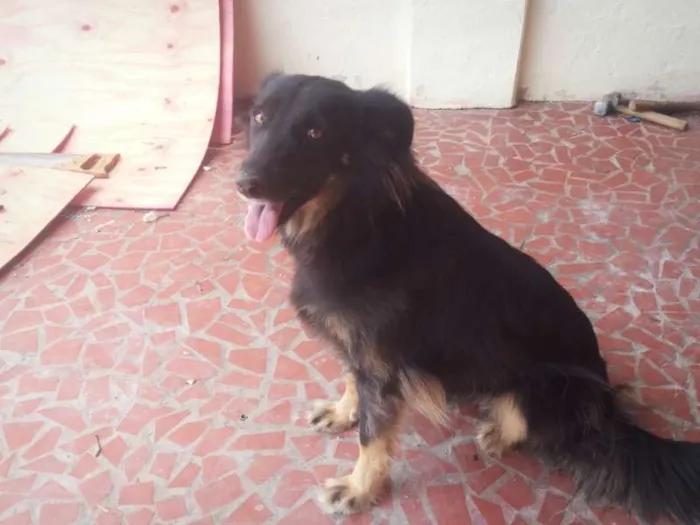 Cachorro ra a Pastor com Vira Lata idade 3 anos nome welsh