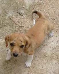 Cachorro ra a misto idade Abaixo de 2 meses nome inexistente 