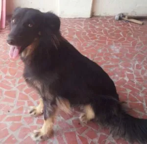 Cachorro raça Pastor com Vira Lata idade 3 anos nome welsh