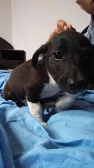 Cachorro ra a clara idade Abaixo de 2 meses nome inexistente 
