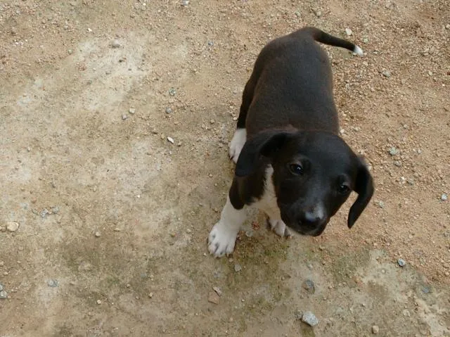 Cachorro ra a clara idade Abaixo de 2 meses nome inexistente 
