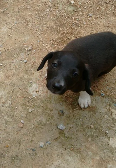 Cachorro ra a clara idade Abaixo de 2 meses nome inexistente 