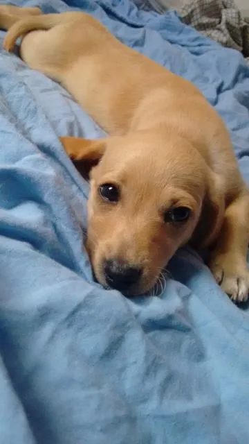 Cachorro ra a clara  idade Abaixo de 2 meses nome inexistente