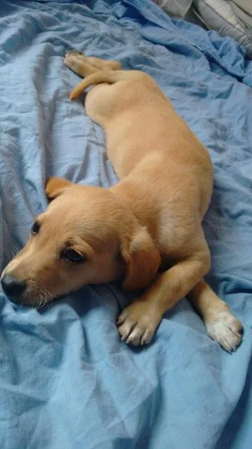 Cachorro ra a clara  idade Abaixo de 2 meses nome inexistente