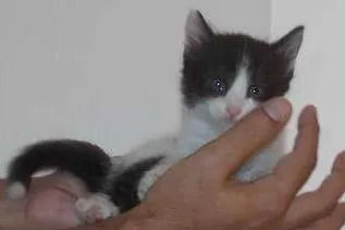 Gato ra a vira-lata idade Abaixo de 2 meses nome Grandao