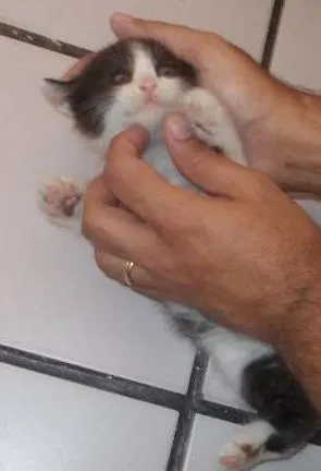 Gato raça vira-lata idade Abaixo de 2 meses nome Grandao
