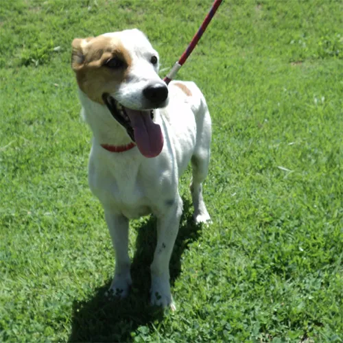 Cachorro raça SRD idade 4 anos nome Martini