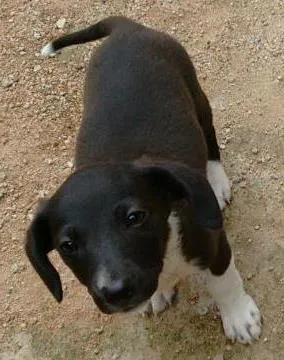 Cachorro ra a clara idade Abaixo de 2 meses nome inexistente 