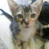 Gato ra a SRD idade 2 a 6 meses nome NYMERIA