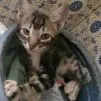 Gato raça SRD idade 2 a 6 meses nome bizu