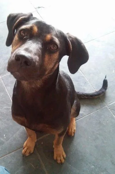 Cachorro ra a SRD idade  nome Jade