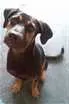 Cachorro raça SRD idade  nome Jade