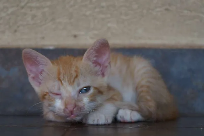 Gato ra a SRD idade  nome Lindos filhotes