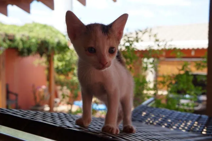 Gato ra a SRD idade  nome Lindos filhotes