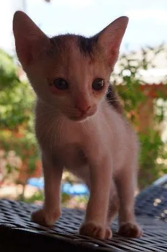 Gato ra a SRD idade  nome Lindos filhotes